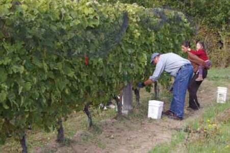Community Orchards Image